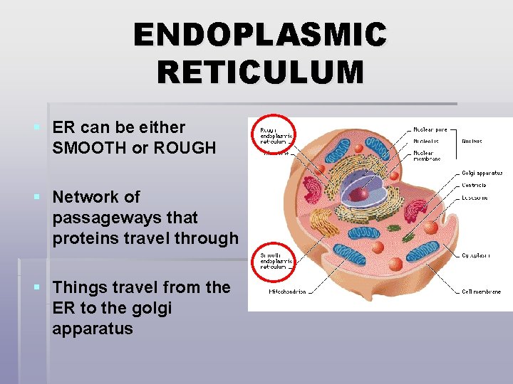 ENDOPLASMIC RETICULUM § ER can be either SMOOTH or ROUGH § Network of passageways