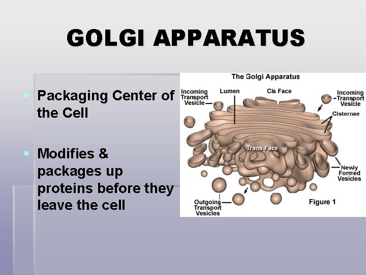GOLGI APPARATUS § Packaging Center of the Cell § Modifies & packages up proteins