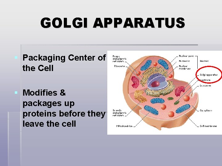 GOLGI APPARATUS § Packaging Center of the Cell § Modifies & packages up proteins