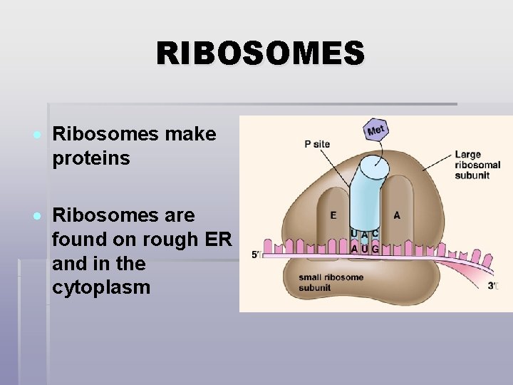 RIBOSOMES Ribosomes make proteins Ribosomes are found on rough ER and in the cytoplasm