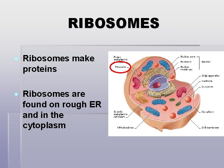 RIBOSOMES Ribosomes make proteins Ribosomes are found on rough ER and in the cytoplasm
