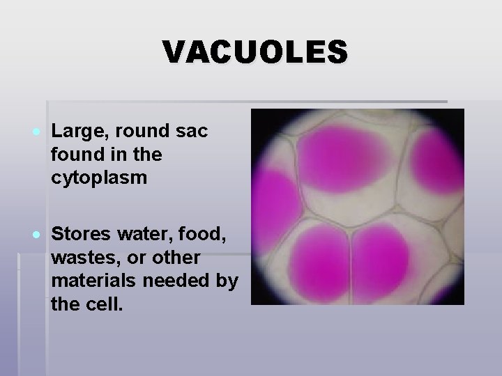 VACUOLES Large, round sac found in the cytoplasm Stores water, food, wastes, or other