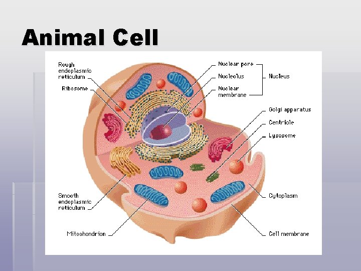 Animal Cell 