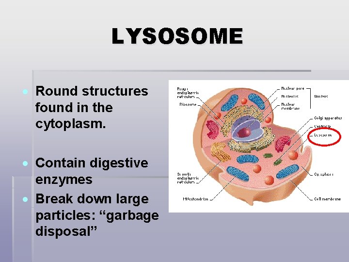 LYSOSOME Round structures found in the cytoplasm. Contain digestive enzymes Break down large particles: