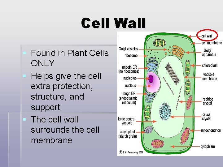 Cell Wall § Found in Plant Cells ONLY § Helps give the cell extra