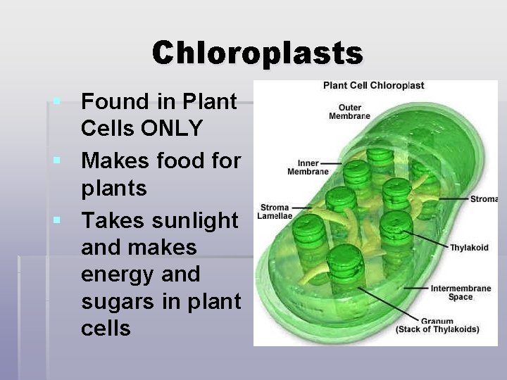 Chloroplasts § Found in Plant Cells ONLY § Makes food for plants § Takes