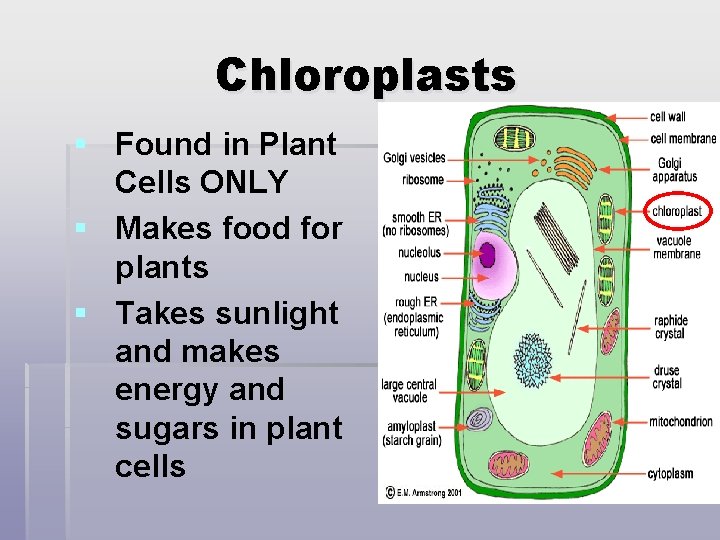 Chloroplasts § Found in Plant Cells ONLY § Makes food for plants § Takes