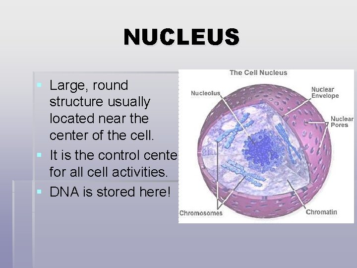 NUCLEUS § Large, round structure usually located near the center of the cell. §