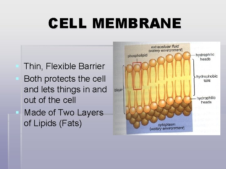 CELL MEMBRANE § Thin, Flexible Barrier § Both protects the cell and lets things