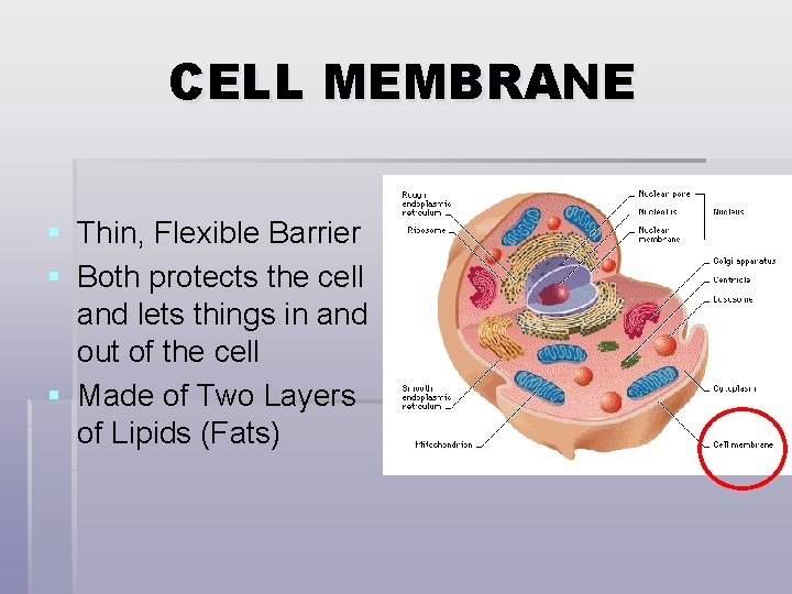 CELL MEMBRANE § Thin, Flexible Barrier § Both protects the cell and lets things