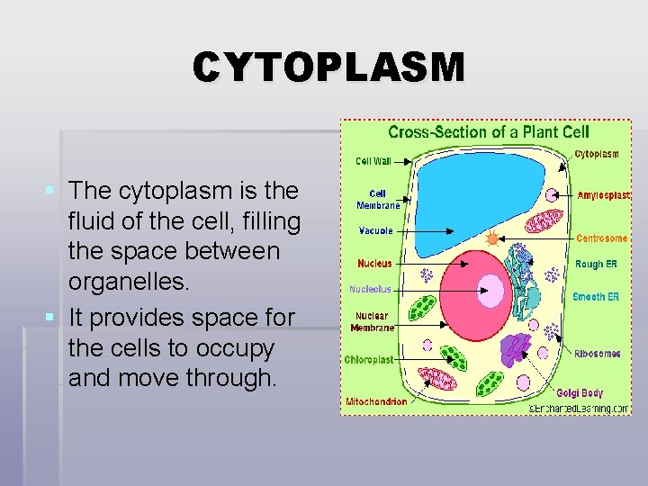CYTOPLASM § The cytoplasm is the fluid of the cell, filling the space between