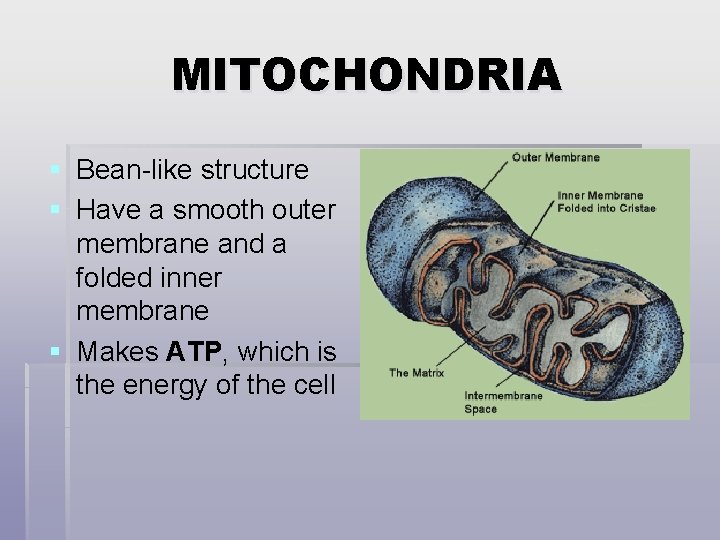 MITOCHONDRIA § Bean-like structure § Have a smooth outer membrane and a folded inner