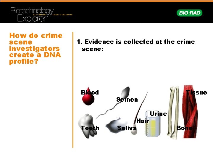 How do crime scene investigators create a DNA profile? 1. Evidence is collected at