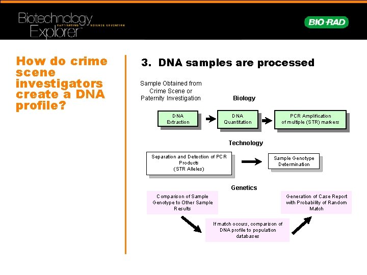 How do crime scene investigators create a DNA profile? 3. DNA samples are processed