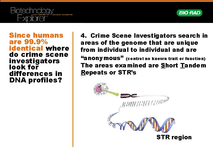 Since humans are 99. 9% identical where do crime scene investigators look for differences