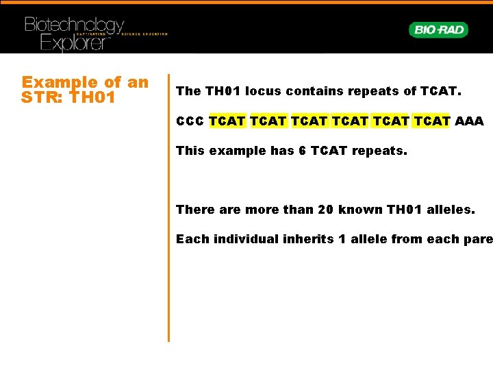 Example of an STR: TH 01 The TH 01 locus contains repeats of TCAT.