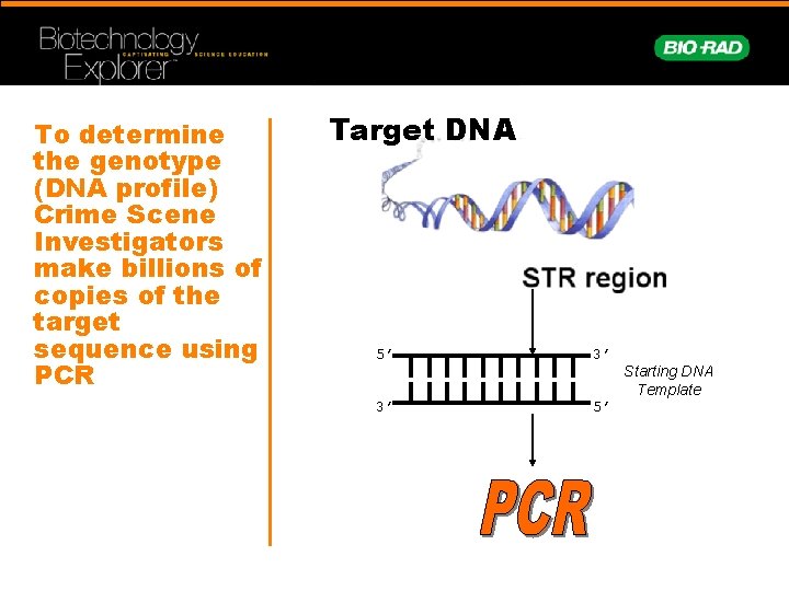 To determine the genotype (DNA profile) Crime Scene Investigators make billions of copies of