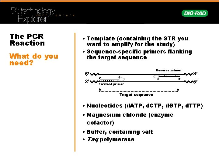 What is needed for PCR? The PCR Reaction What do you need? • Template