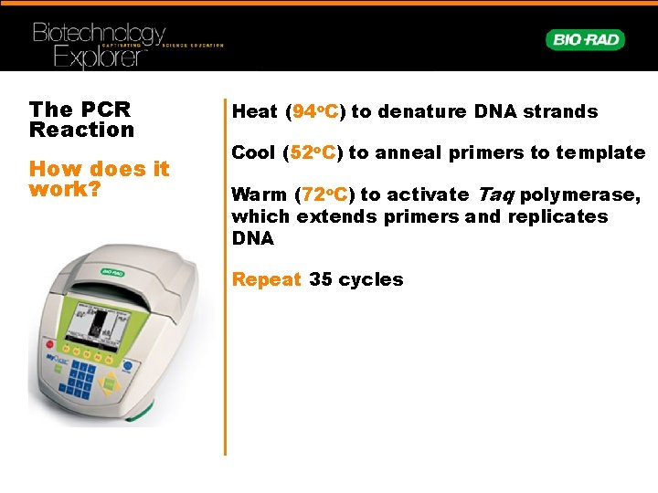 The PCR Reaction How does it work? Heat (94 o. C) to denature DNA