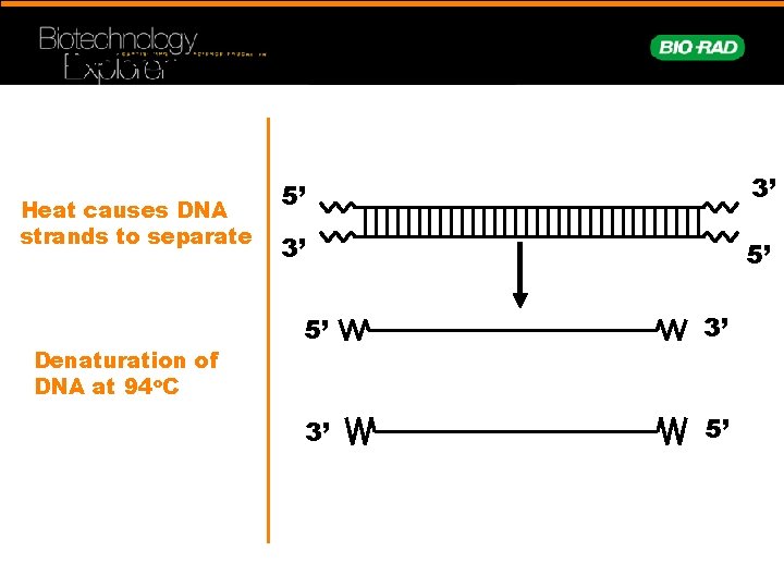 Denaturing Template DNA Heat causes DNA strands to separate Denaturation of DNA at 94