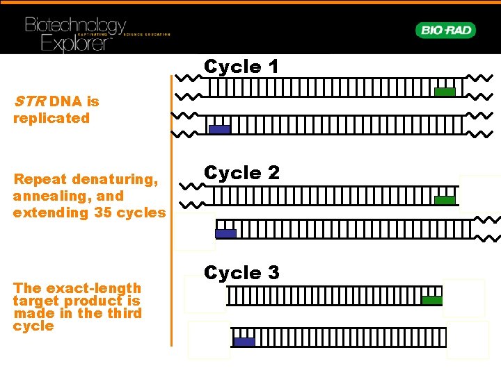 Cycle 1 STR DNA is replicated Repeat denaturing, annealing, and extending 35 cycles The