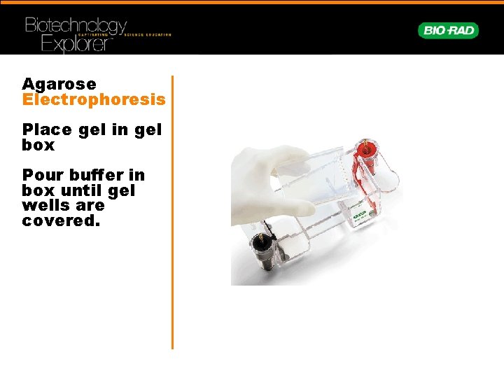 Agarose Electrophoresis Place gel in gel box Pour buffer in box until gel wells