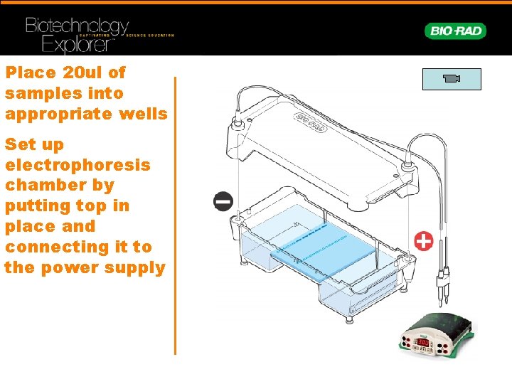 Place 20 ul of samples into appropriate wells Set up electrophoresis chamber by putting