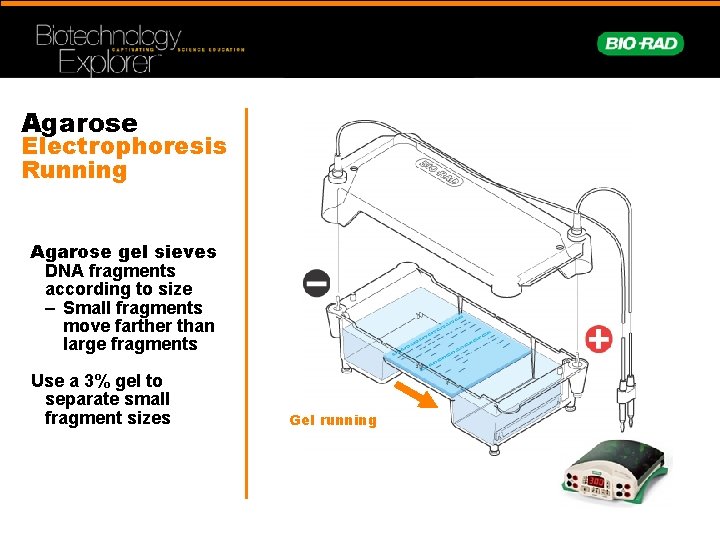 Agarose Electrophoresis Running Agarose gel sieves DNA fragments according to size – Small fragments