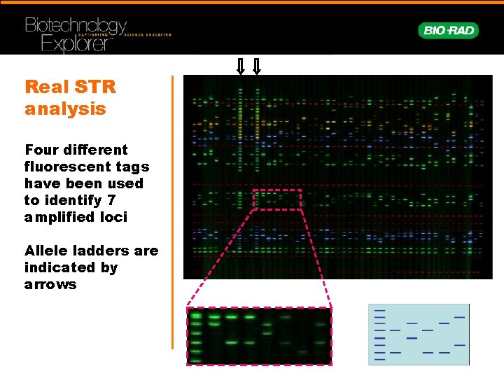 Real STR analysis Four different fluorescent tags have been used to identify 7 amplified