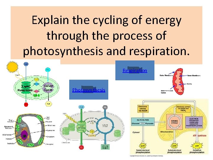 Explain the cycling of energy through the process of photosynthesis and respiration. Respiration Photosynthesis