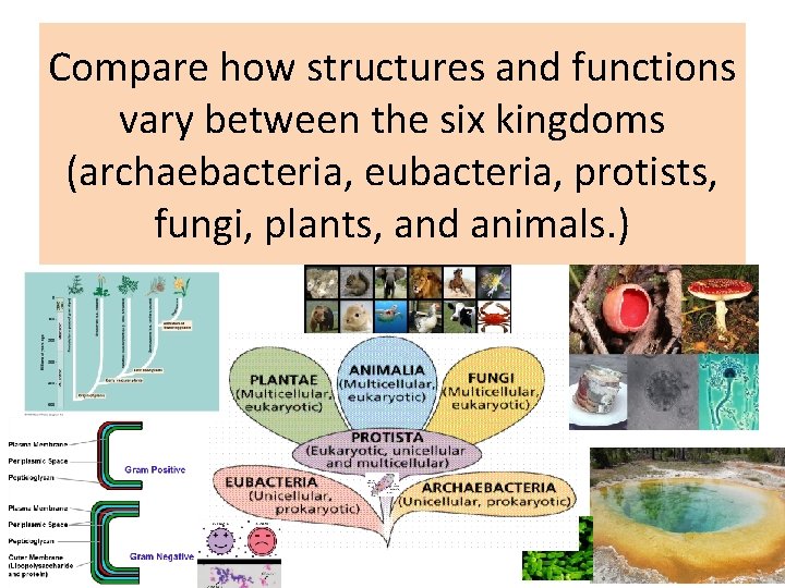 Compare how structures and functions vary between the six kingdoms (archaebacteria, eubacteria, protists, fungi,