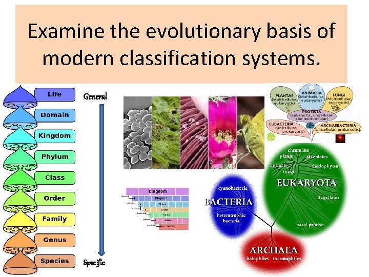 Examine the evolutionary basis of modern classification systems. General Specific 