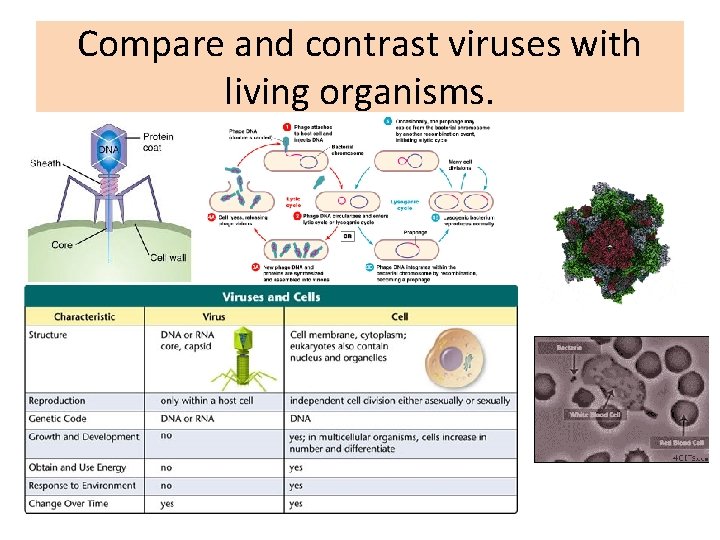 Compare and contrast viruses with living organisms. • . 