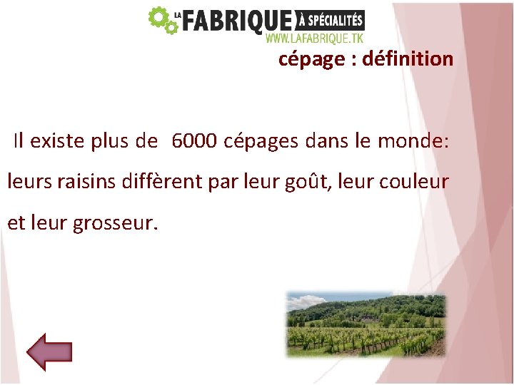 cépage : définition Il existe plus de 6000 cépages dans le monde: leurs raisins