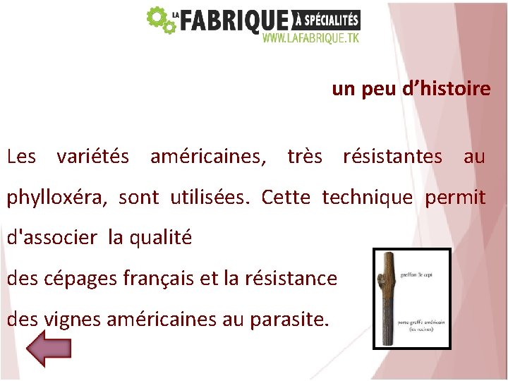 un peu d’histoire Les variétés américaines, très résistantes au phylloxéra, sont utilisées. Cette technique