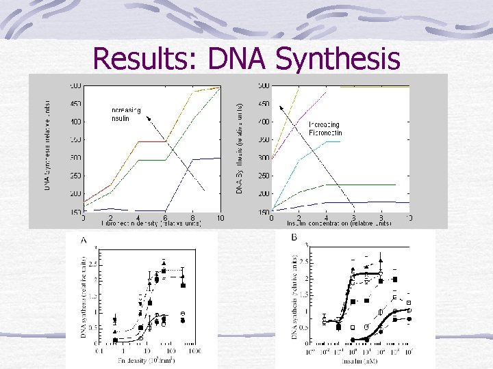 Results: DNA Synthesis 