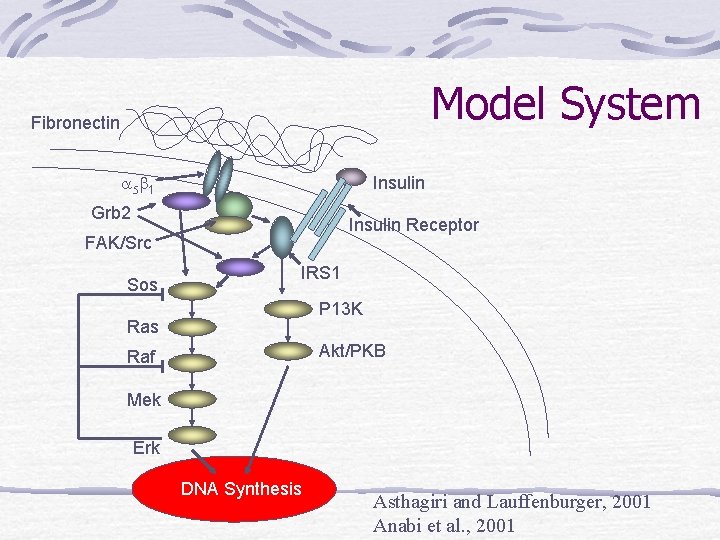 Model System Fibronectin a 5 b 1 Insulin Grb 2 Insulin Receptor FAK/Src Sos