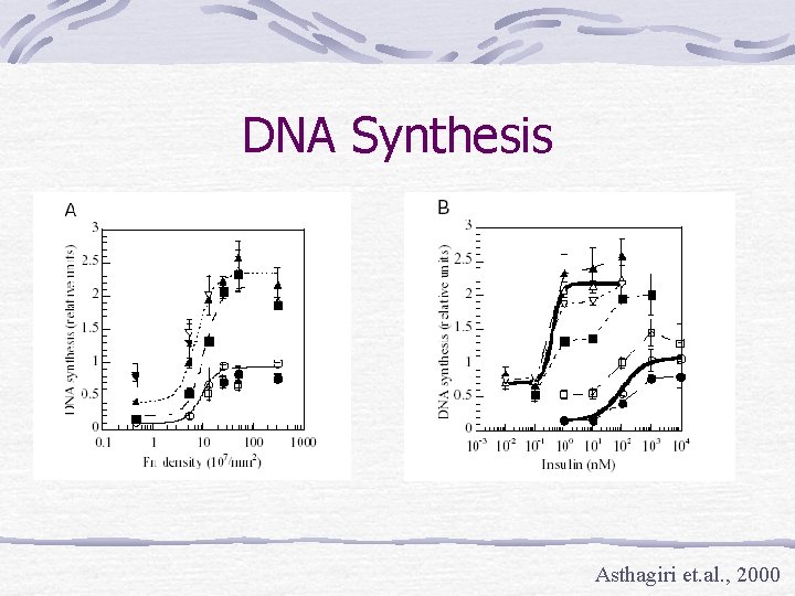 DNA Synthesis Asthagiri et. al. , 2000 
