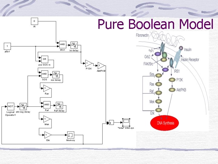 Pure Boolean Model 