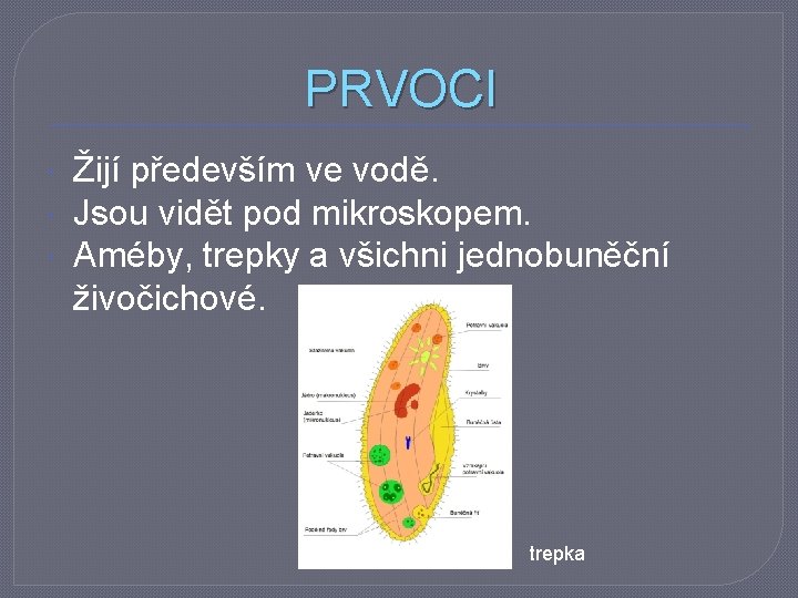 PRVOCI Žijí především ve vodě. Jsou vidět pod mikroskopem. Améby, trepky a všichni jednobuněční