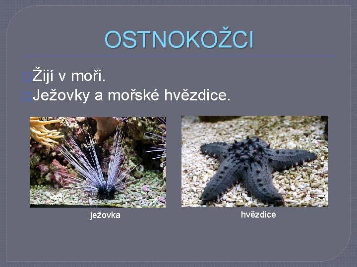 OSTNOKOŽCI �Žijí v moři. �Ježovky a mořské hvězdice. ježovka hvězdice 