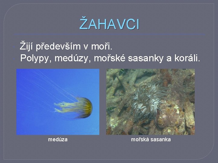 ŽAHAVCI Žijí především v moři. Polypy, medúzy, mořské sasanky a koráli. medúza mořská sasanka