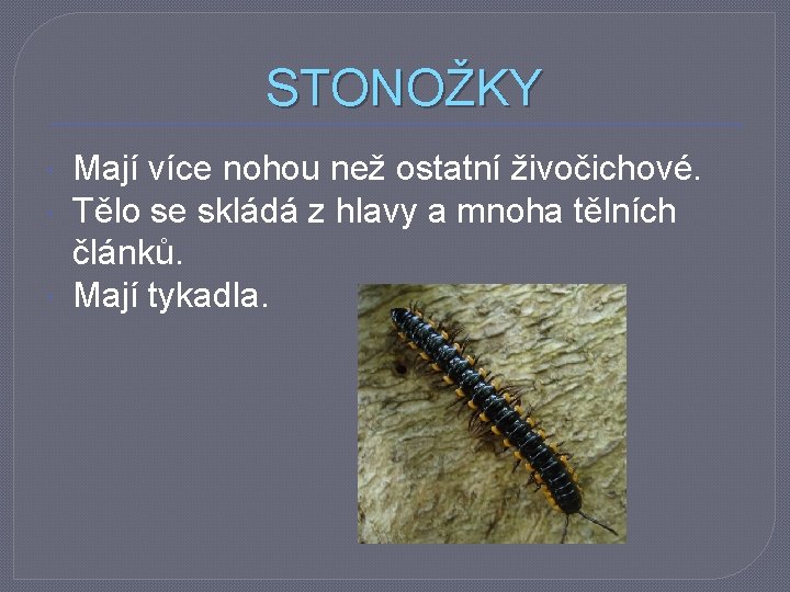  STONOŽKY Mají více nohou než ostatní živočichové. Tělo se skládá z hlavy a