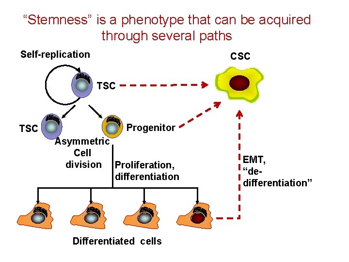 “Stemness” is a phenotype that can be acquired through several paths Self-replication CSC TSC