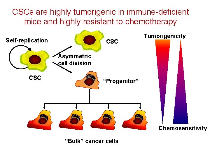 CSCs are highly tumorigenic in immune-deficient mice and highly resistant to chemotherapy Self-replication CSC