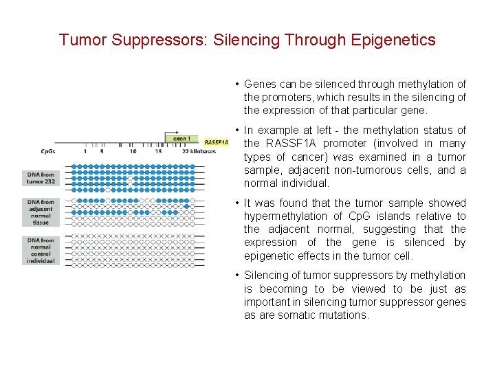 Tumor Suppressors: Silencing Through Epigenetics • Genes can be silenced through methylation of the