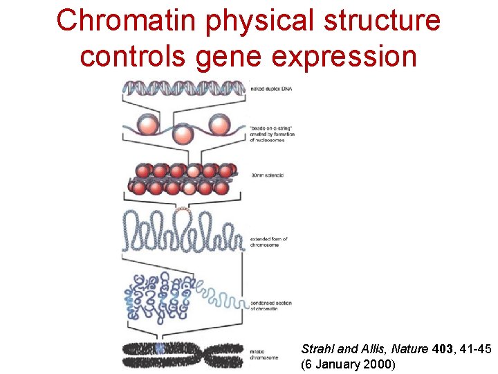 Chromatin physical structure controls gene expression Strahl and Allis, Nature 403, 41 -45 (6