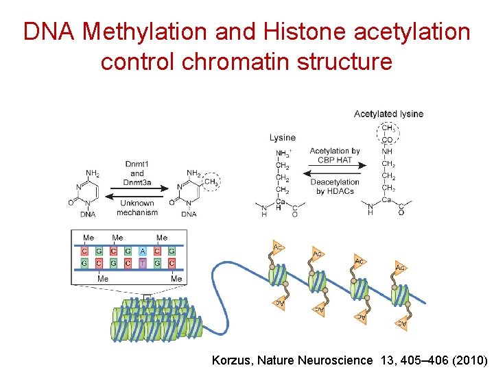 DNA Methylation and Histone acetylation control chromatin structure Korzus, Nature Neuroscience 13, 405– 406