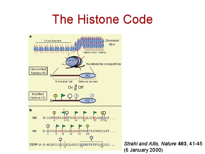 The Histone Code Strahl and Allis, Nature 403, 41 -45 (6 January 2000) 