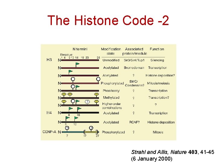 The Histone Code -2 Strahl and Allis, Nature 403, 41 -45 (6 January 2000)